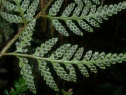 Rumohra adiantiformis. Abaxial surface of fertile frond showing mature sori protected by round, peltate indusia with dark centres.
 Image: L.R. Perrie © Leon Perrie CC BY-NC 3.0 NZ